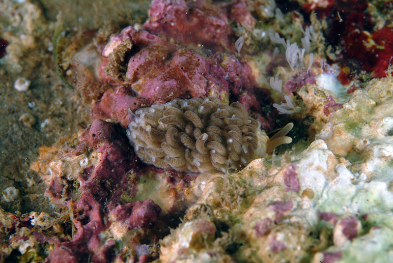 Aeolidiella alderi